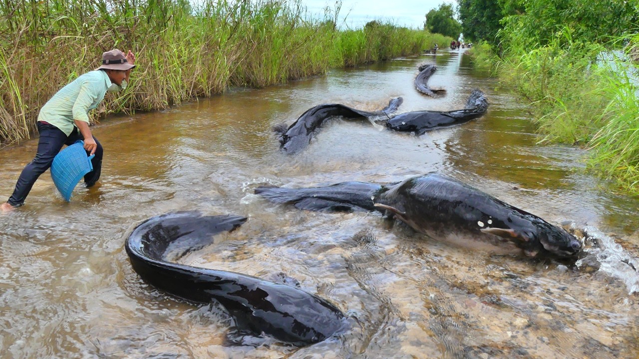 Thousands of Catfish Spill Onto Road – Crazy Fishing Opportunity!