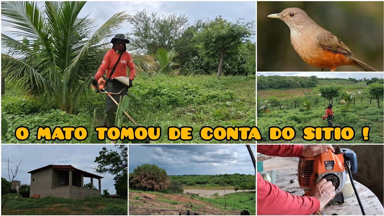 07/02/26 Limpeza ao redor da minha casa no sitio + a roçadeira parou no meio do serviço! 