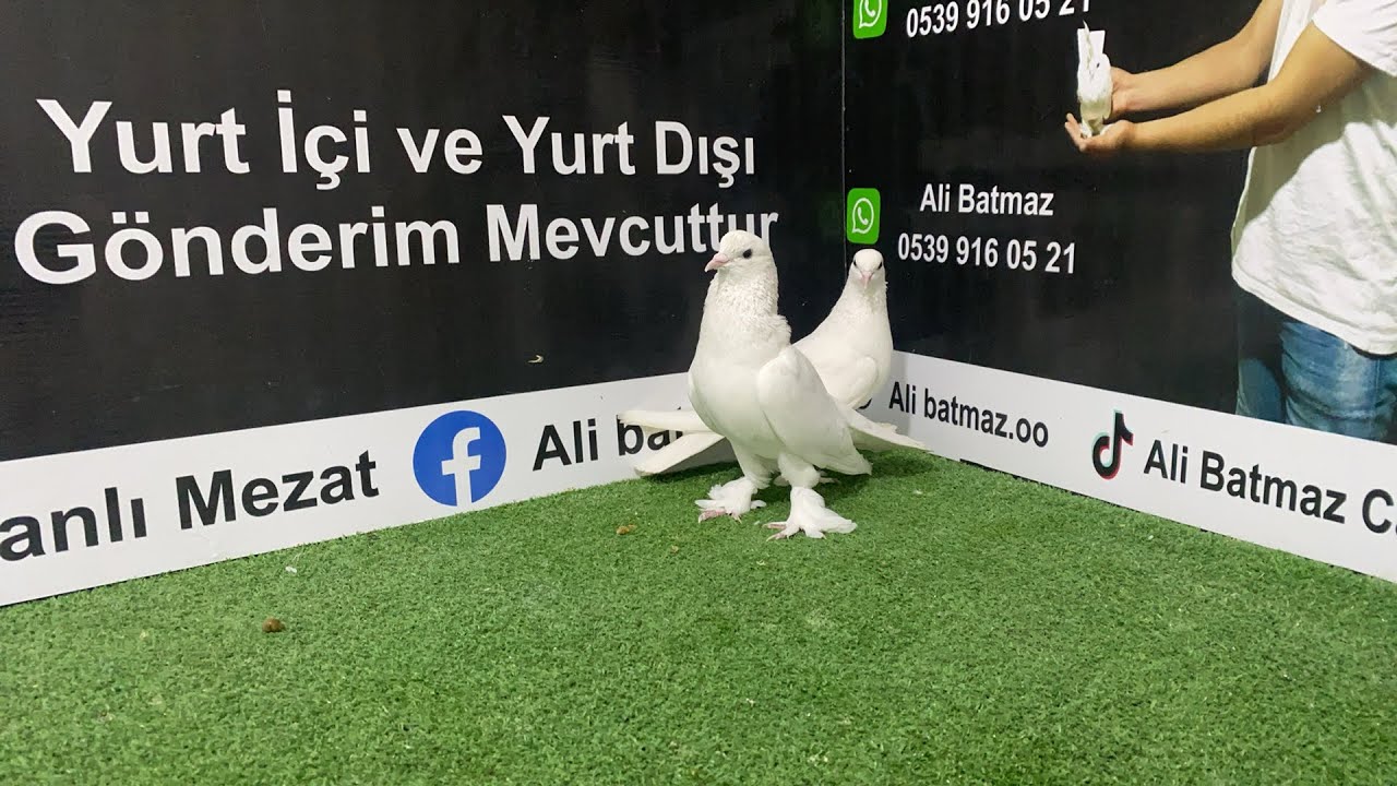 🏆 ŞAMPİYONLAR LİGİ MEZAT BAŞLADI İYİ UÇAN KUŞ 🏆