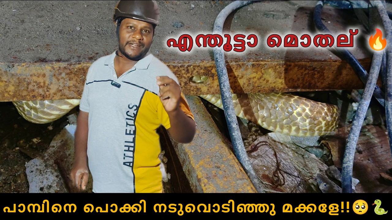 ഒരു മൂർഖൻ അല്ല.. ഒരൊന്നൊന്നര മൂർഖൻ ആണ് മക്കളേ..!!🔥🐍 SNAKE MANIAC | SNAKE | COBRA | RESCUE