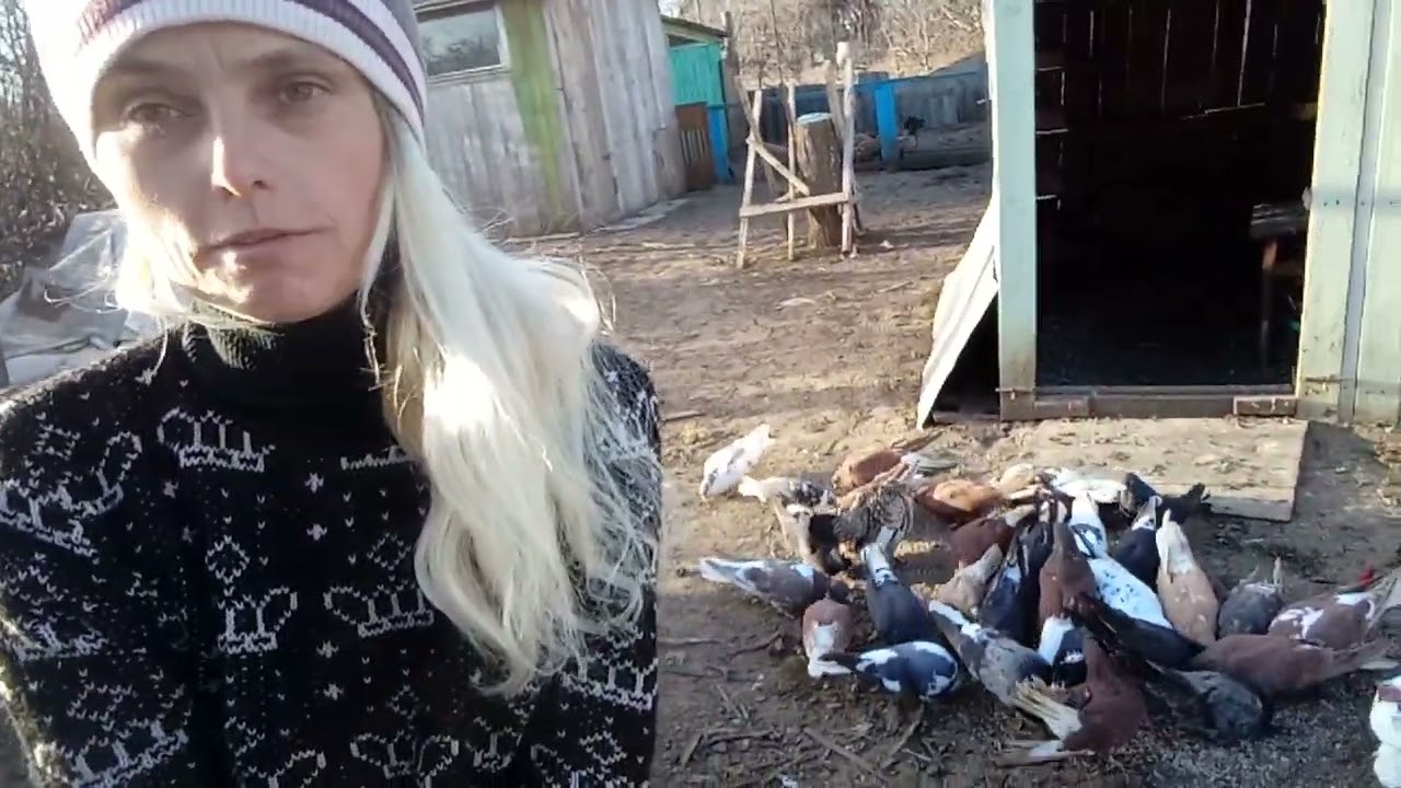Немного о моей жизни ,и голуби чем кормлю когда нет что дать крупа из магазина спасает ситуацию. 
