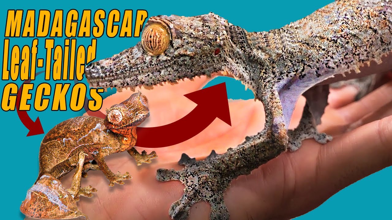 Leaf Tailed Geckos: Which One is Right for You?