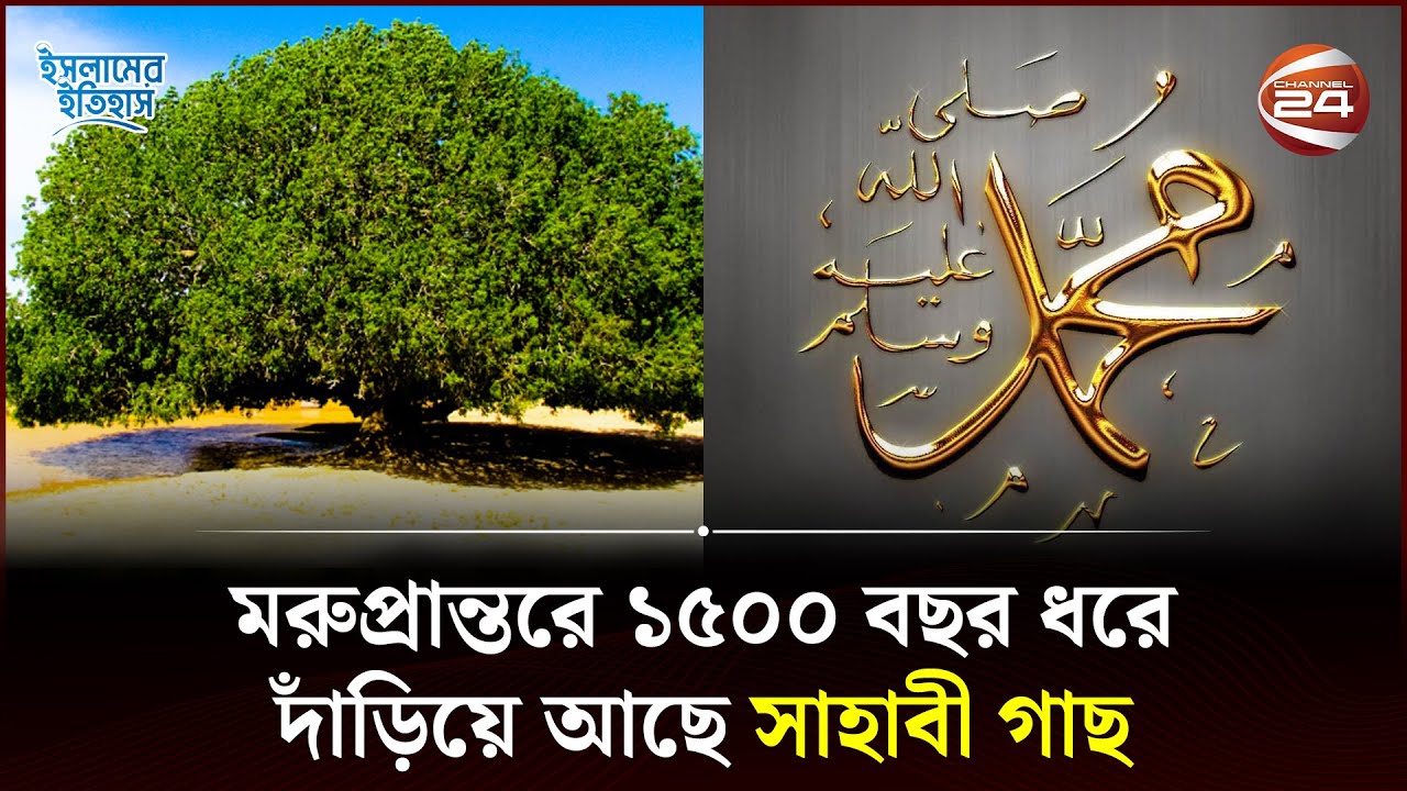 সাহাবী গাছ, মহানবী (স.) এর এক জীবন্ত মোজেযা | Sahabi Tree in Jordan | Islamic History | Channel 24
