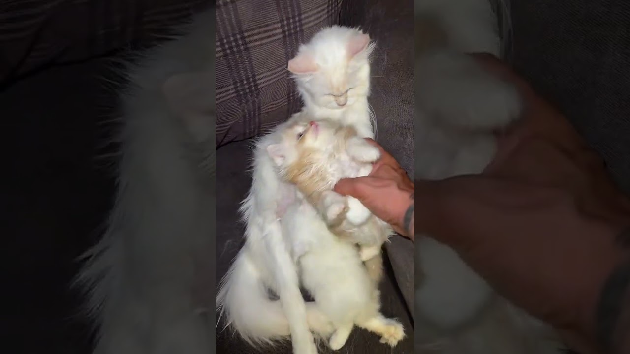 Cute Kittens 😸 😍 Funny Cats videos beautiful 🐈 😻 #cat #cats #kitten #cutecat #catvideos #kitty