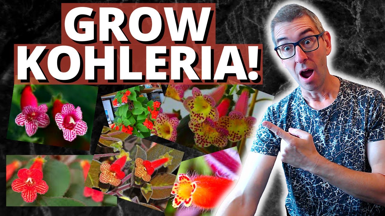 HOW TO GROW KOHLERIA (Gesneriad care)
