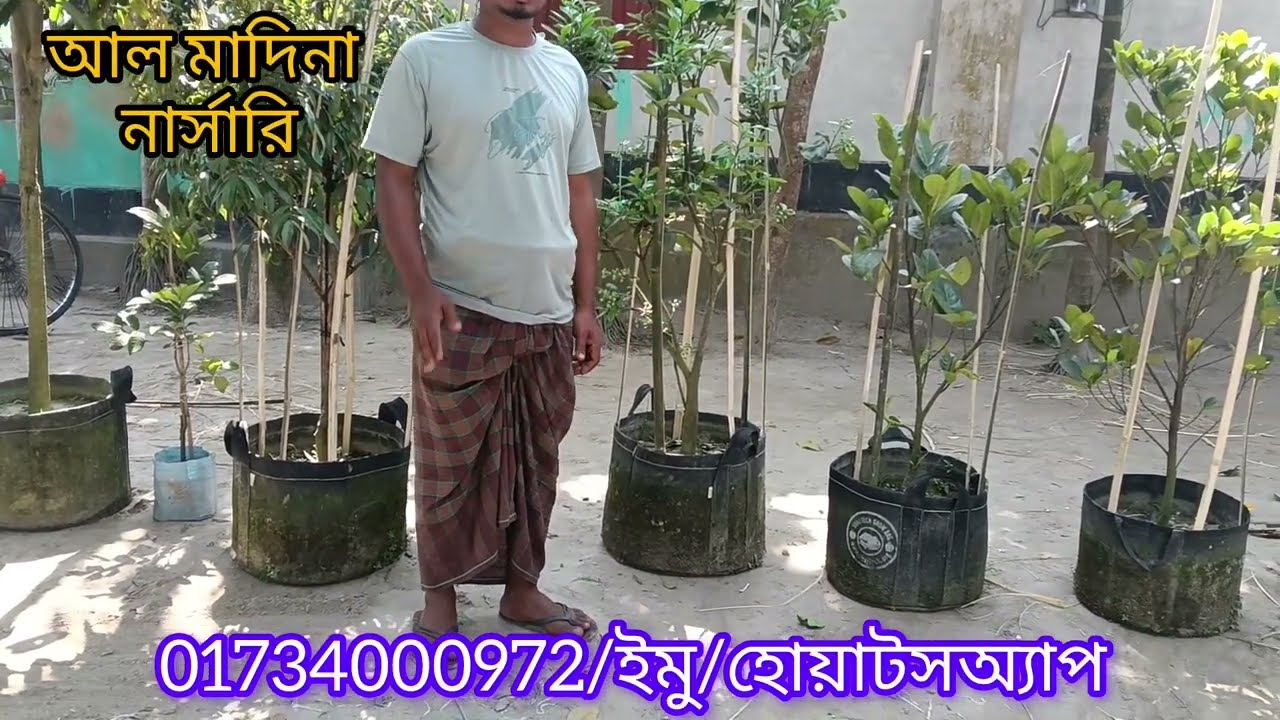 ছাদ বাগানের জন্য জিওব্যাক সেটআপ বিদেশি মাতৃকলন ফল চারা ডেলিভারি ভোলা চরফ্যাশনে চারানিতে 01734000972