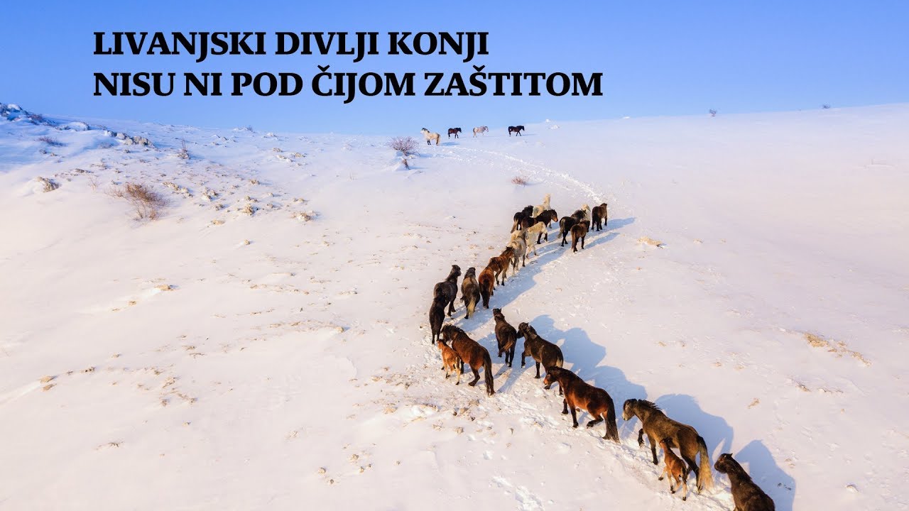 Dignute ruke od livanjskih divljih konja