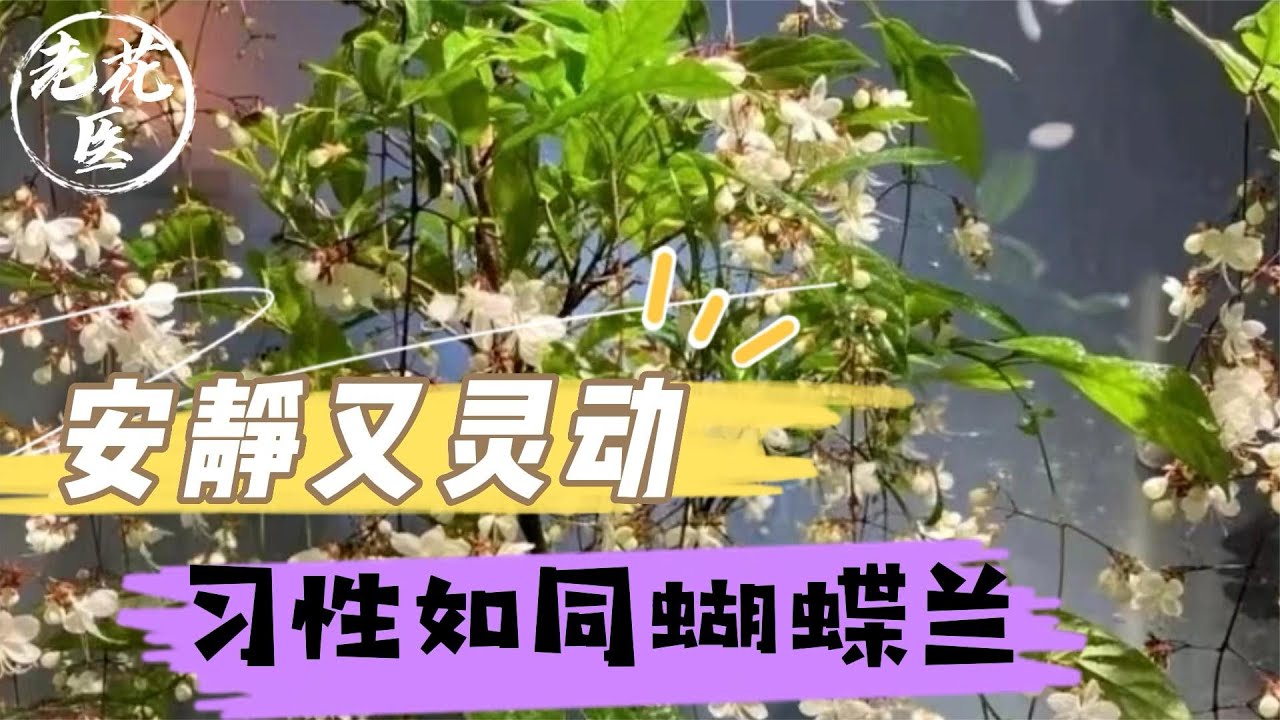 安静又灵动，习性如同蝴蝶兰，垂丝茉莉养护教学！
