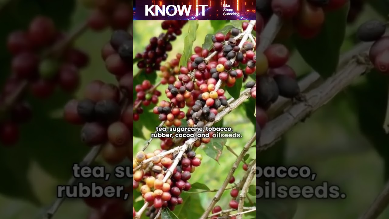 What Is a Cash Crop?