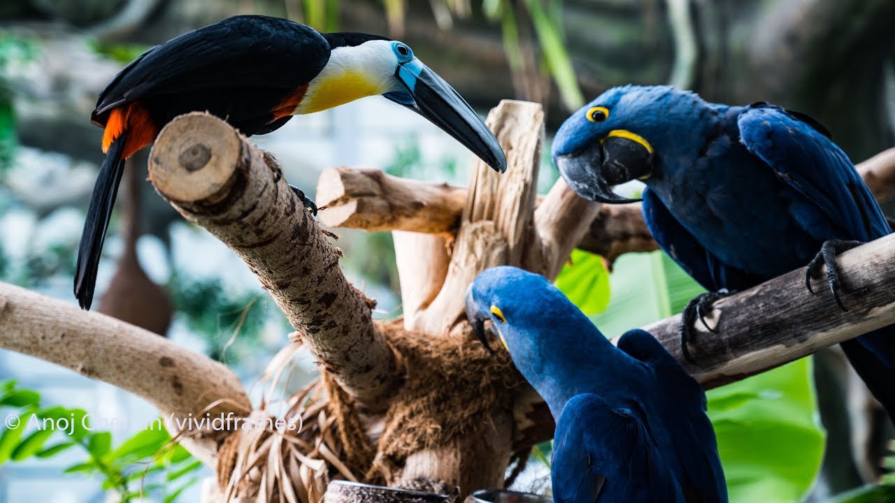 The Green Planet Dubai - Dubai's indoor Rainforest -Places to visit in Dubai