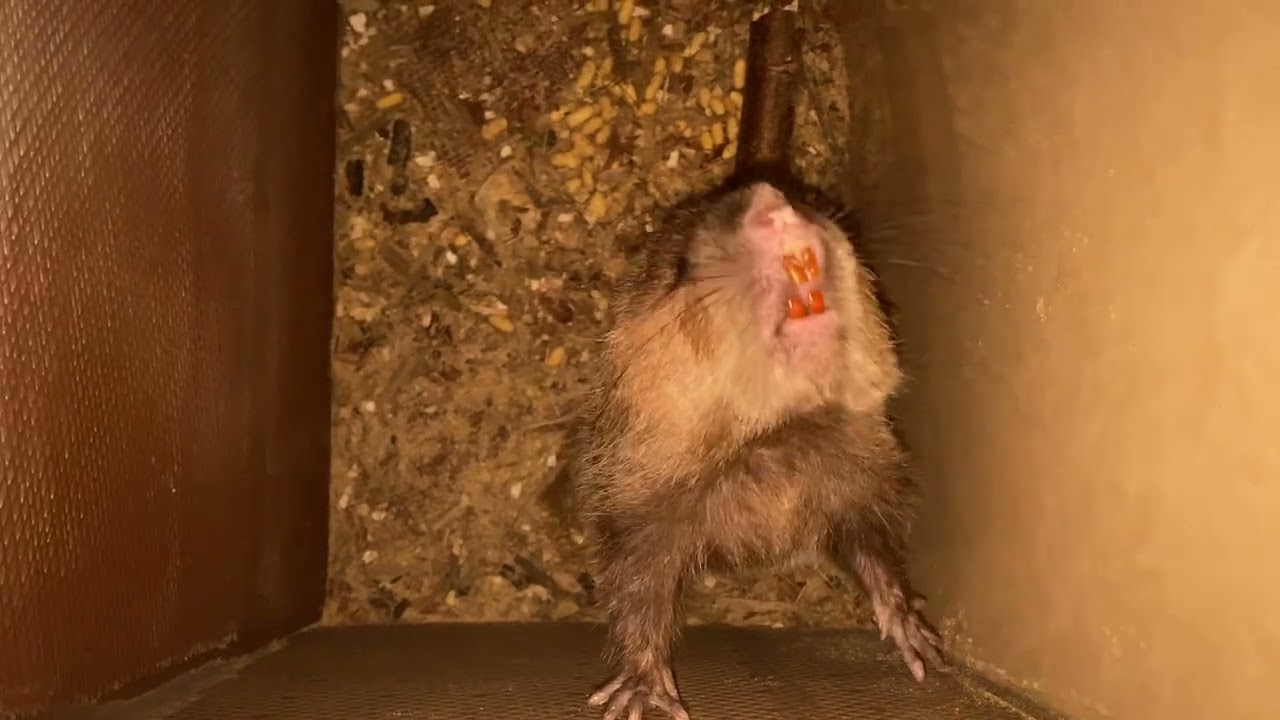 Chuột Nâu Làm Ổ: Brown Rat Nesting