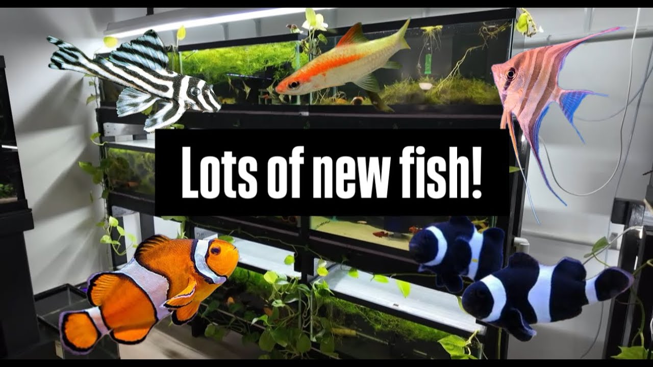 Fishroom update! SO many secrets