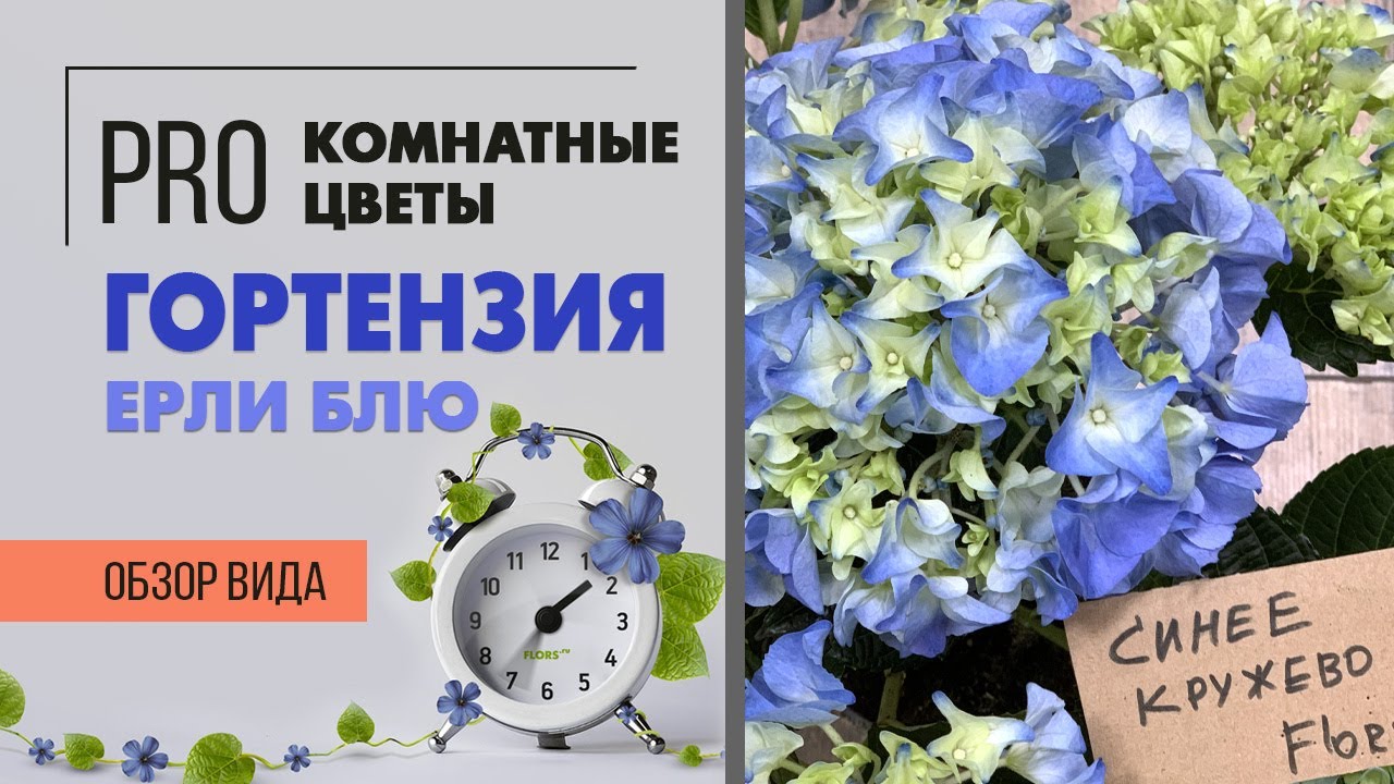 Гортензия - комнатное растение или садовое? Давайте разбираться. Правила ухода.