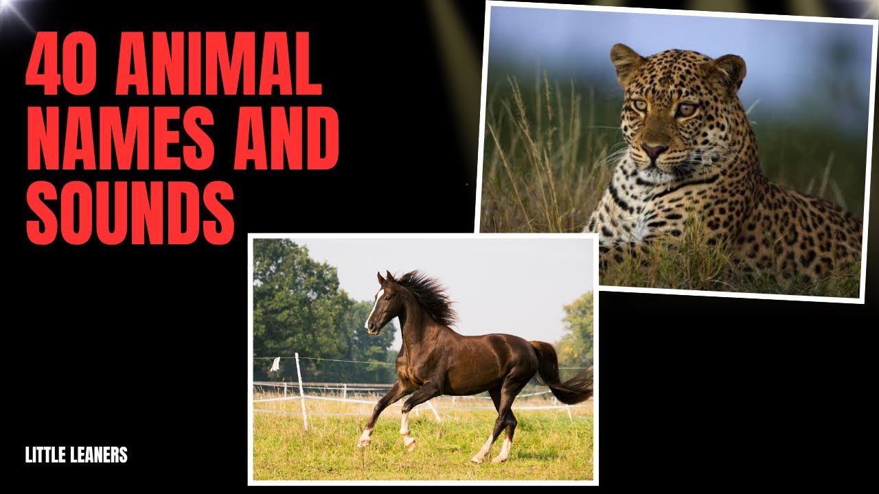 40 Animal Names and Sounds with little Leaners #littlelearners #kids #animals #learning 