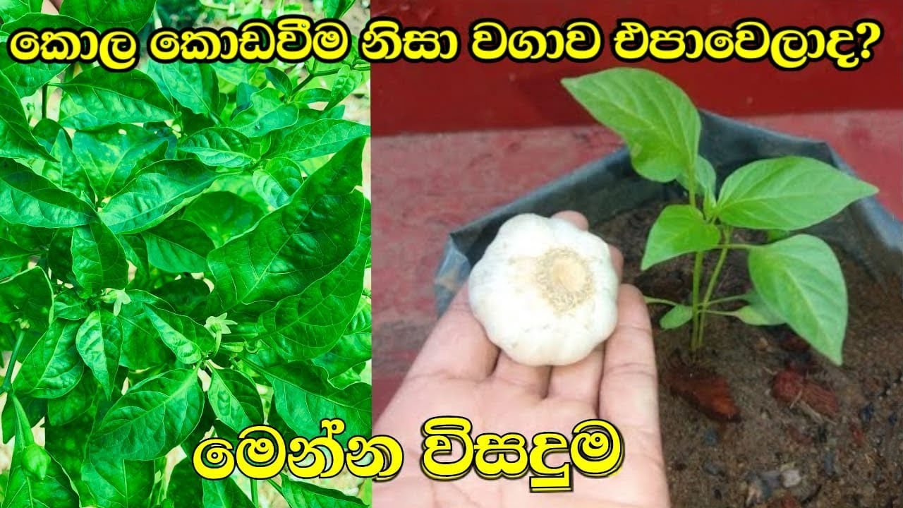කොල කොඩවීම මෙතනින් ඉවරයි - kola kodavima ☘️