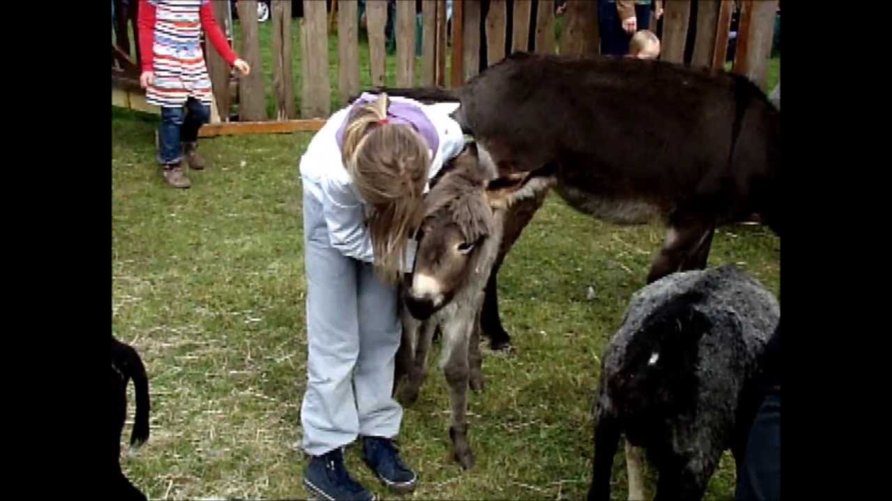 Mobiele Kinderboerderij