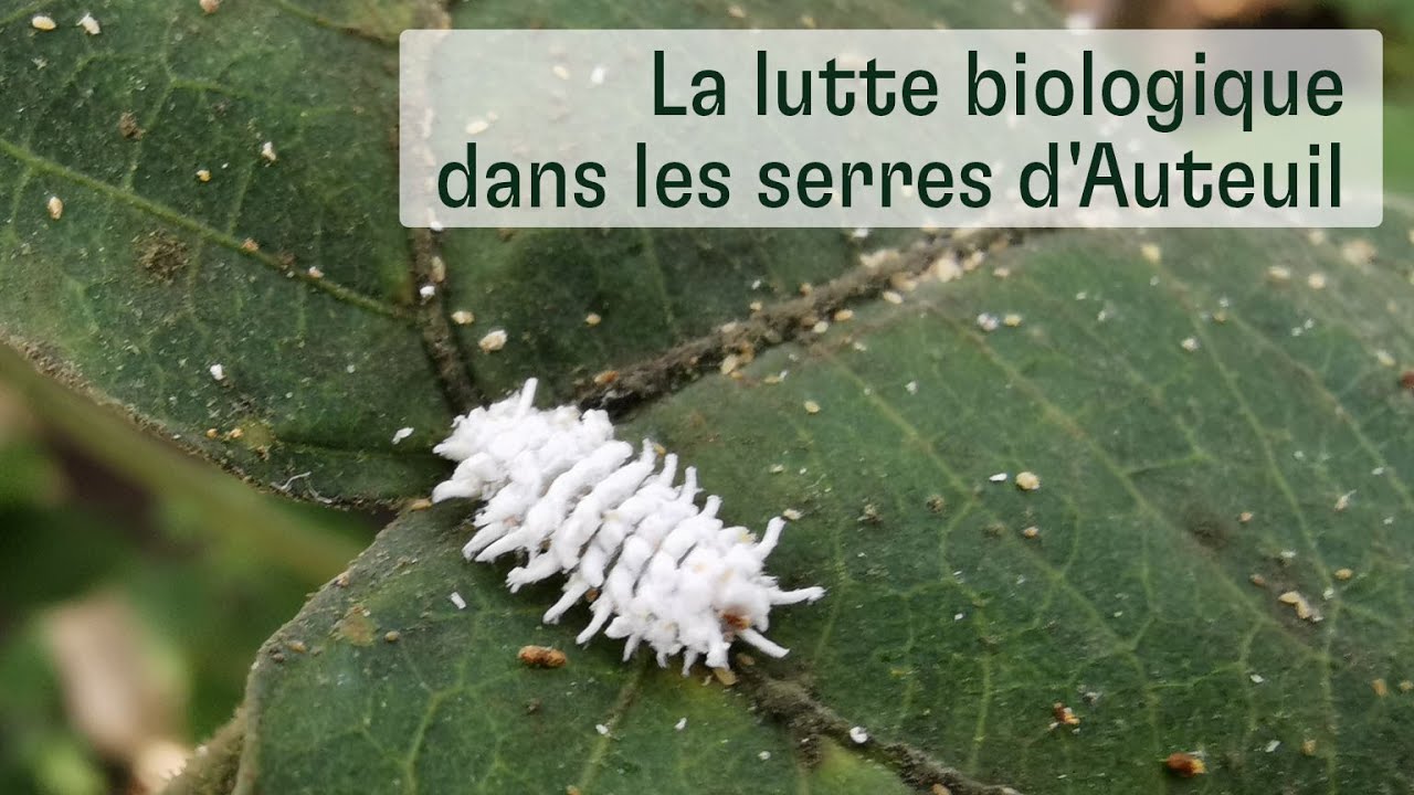 La lutte biologique aux serres d'Auteuil