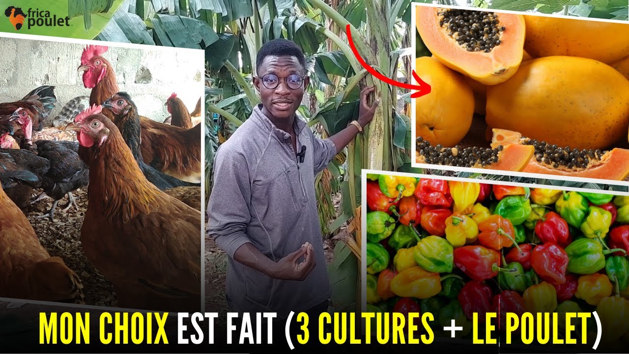(EPISODE 04) voici 03 CULTURES que TU DOIS forcement ASSOCIER à TON PROJET DU POULET (élevage poulet