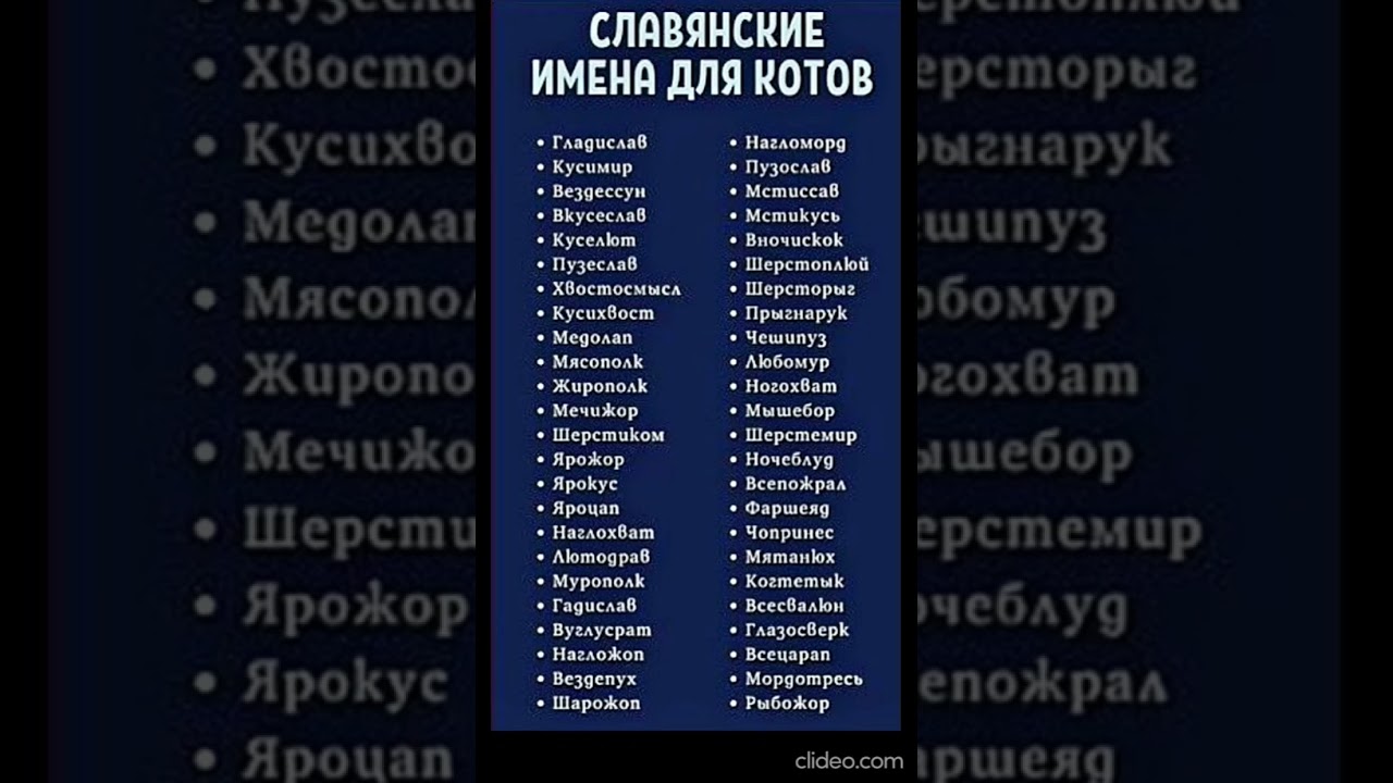 Какая кличка подходит вашему Коту? 😃 #юмор #коты