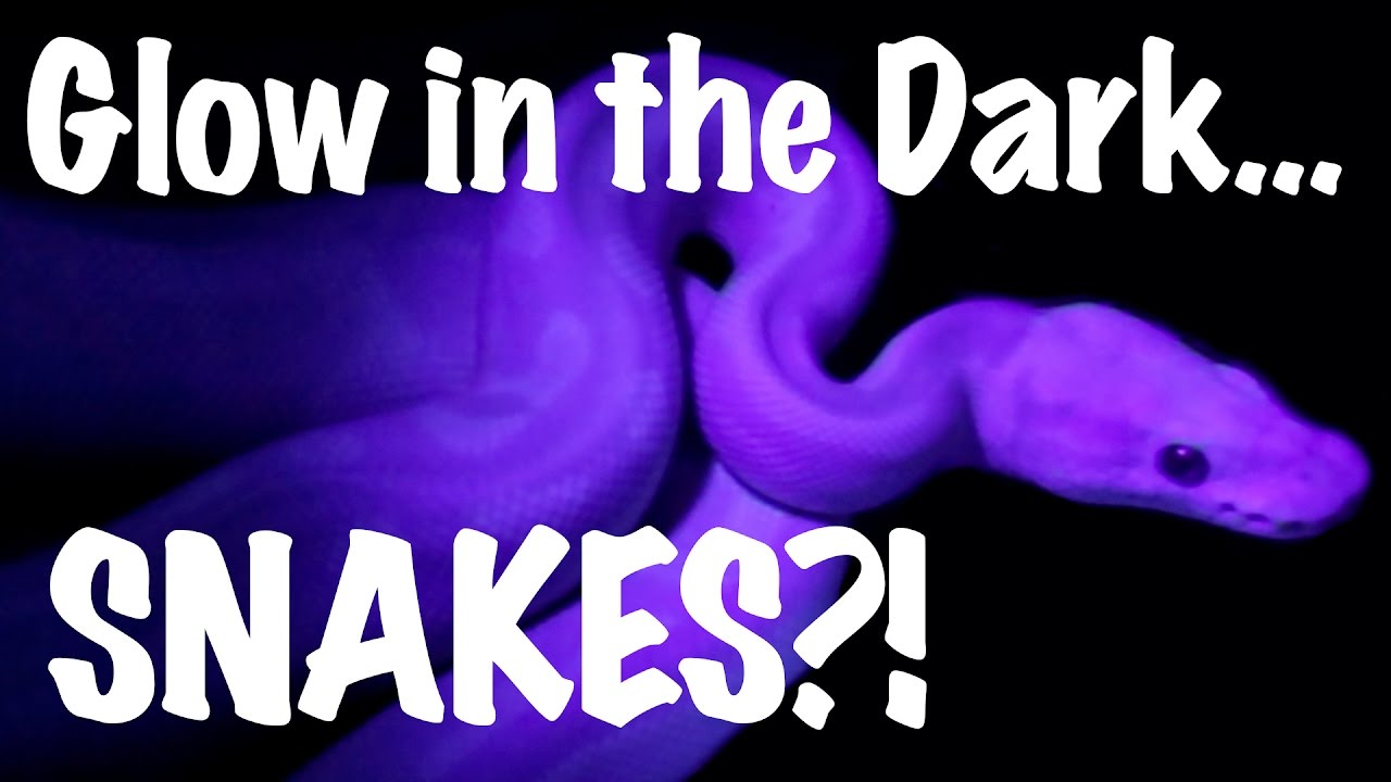 Glow in the Dark Snakes!! - Morphs 101 from South Africa!