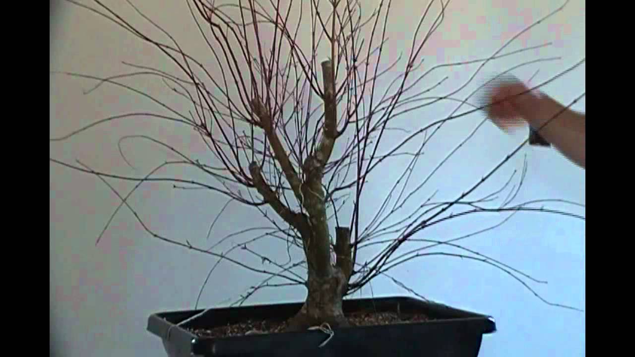 Bonsai styling Japanese maple coral bark pt 1