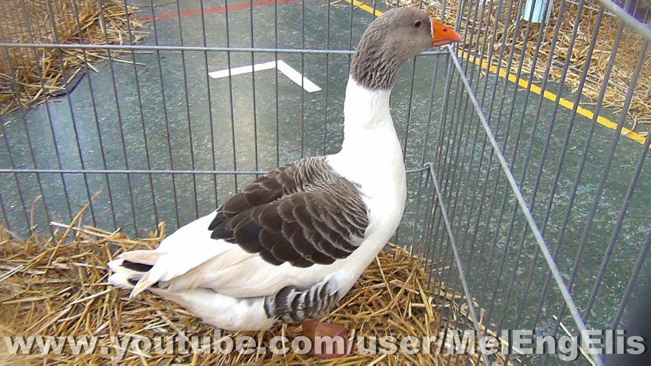 Oie Flamande pie-cendr&eacute; ( Oie des Flandres ) - G.P.E. - Bully-les-Mines 2023