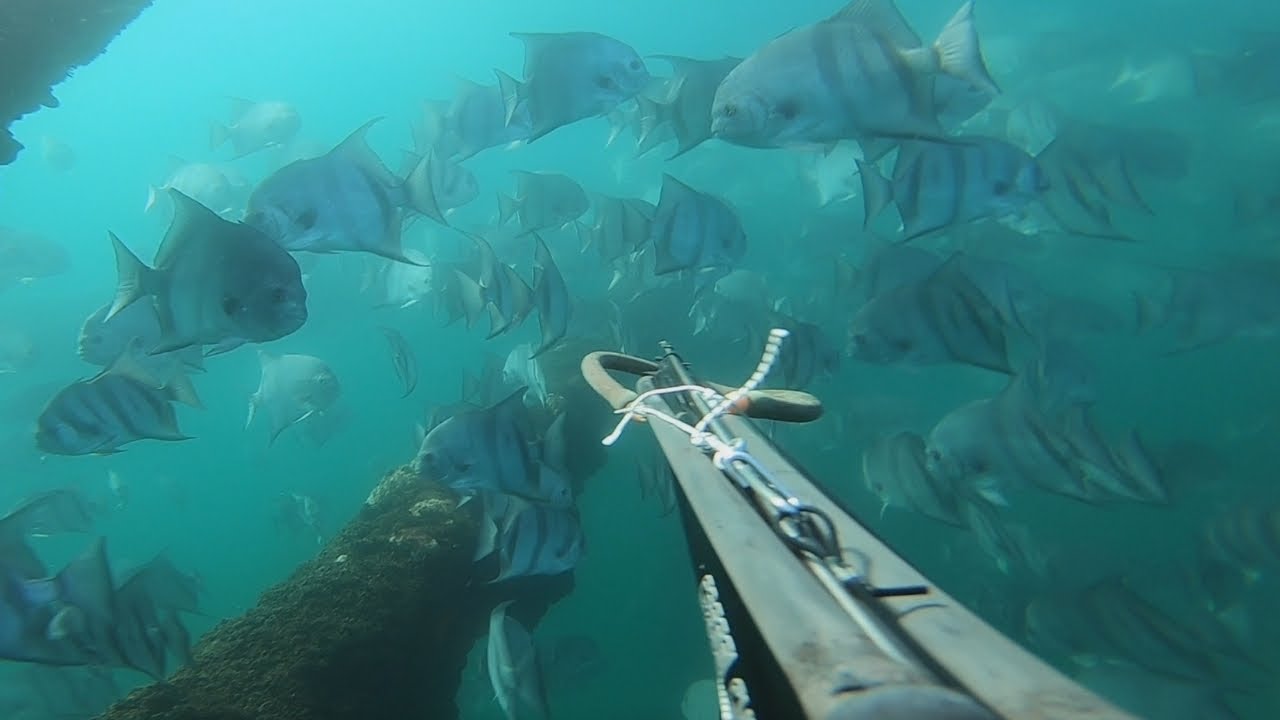 This OFFSHORE REEF was LOADED! Spearfishing Triggerfish (Catch and Cook)