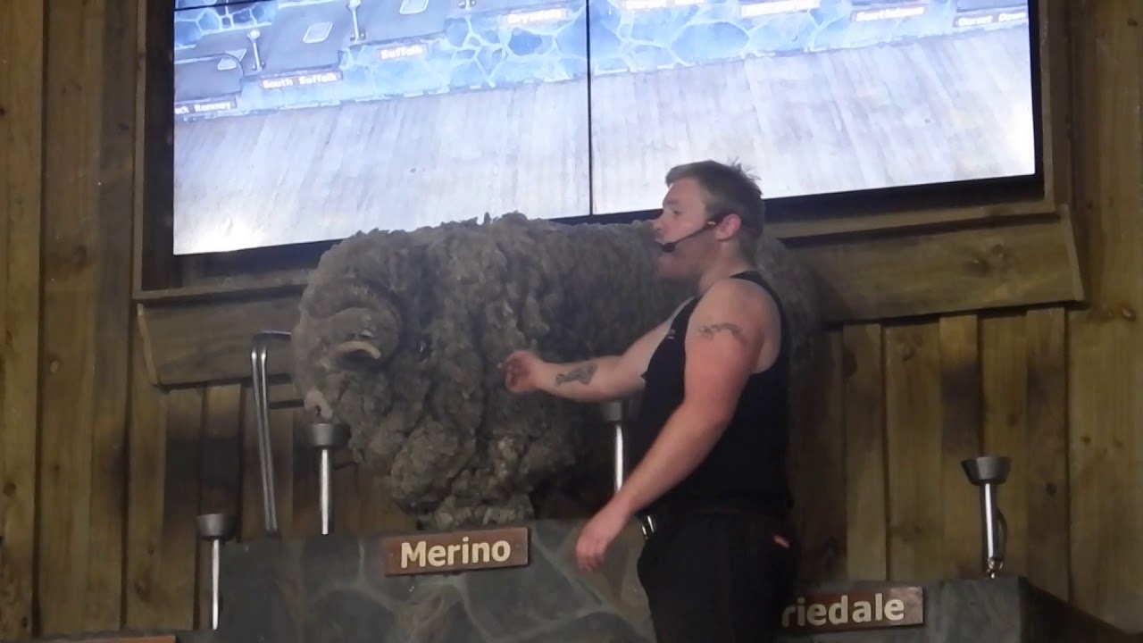 מופע  הכבשים וכלבי הרועים בחוות     AGRODOME       בניו זילנד       New Zealand