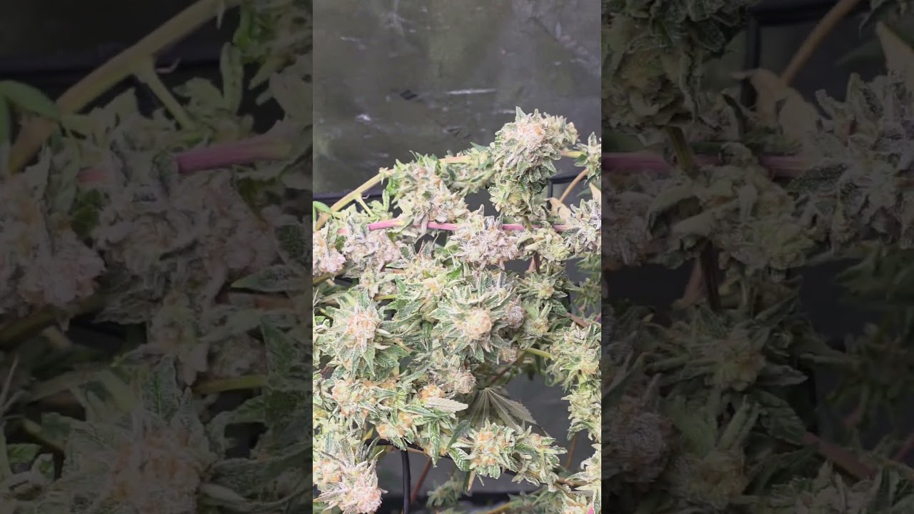 Wet trim before curing process #homegrown #indoorplants #garden#curing