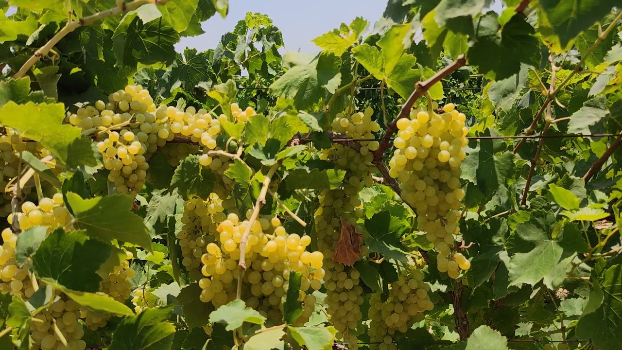 عنصر البورون B والمفعول السحري في محصول العنب 🍇 Thompson Grape.Egypt
