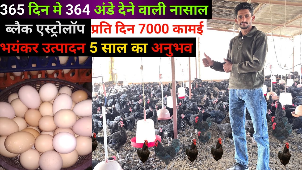  ब्लैक एस्ट्रोलॉप 365 दिन मे 364 अंडे 🥚देती है | पुरी जानकारी 5 साल का अनुभाव | 5 years experience 