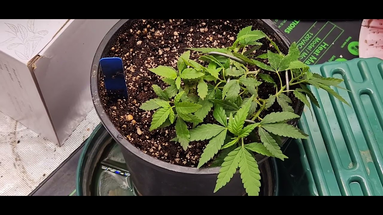 Experiment plant 420 we in the building