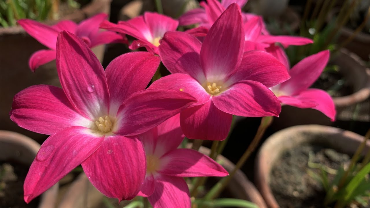 RAIN LILY GARDEN TOUR | Grow Varieties of Rain lily in a Pot