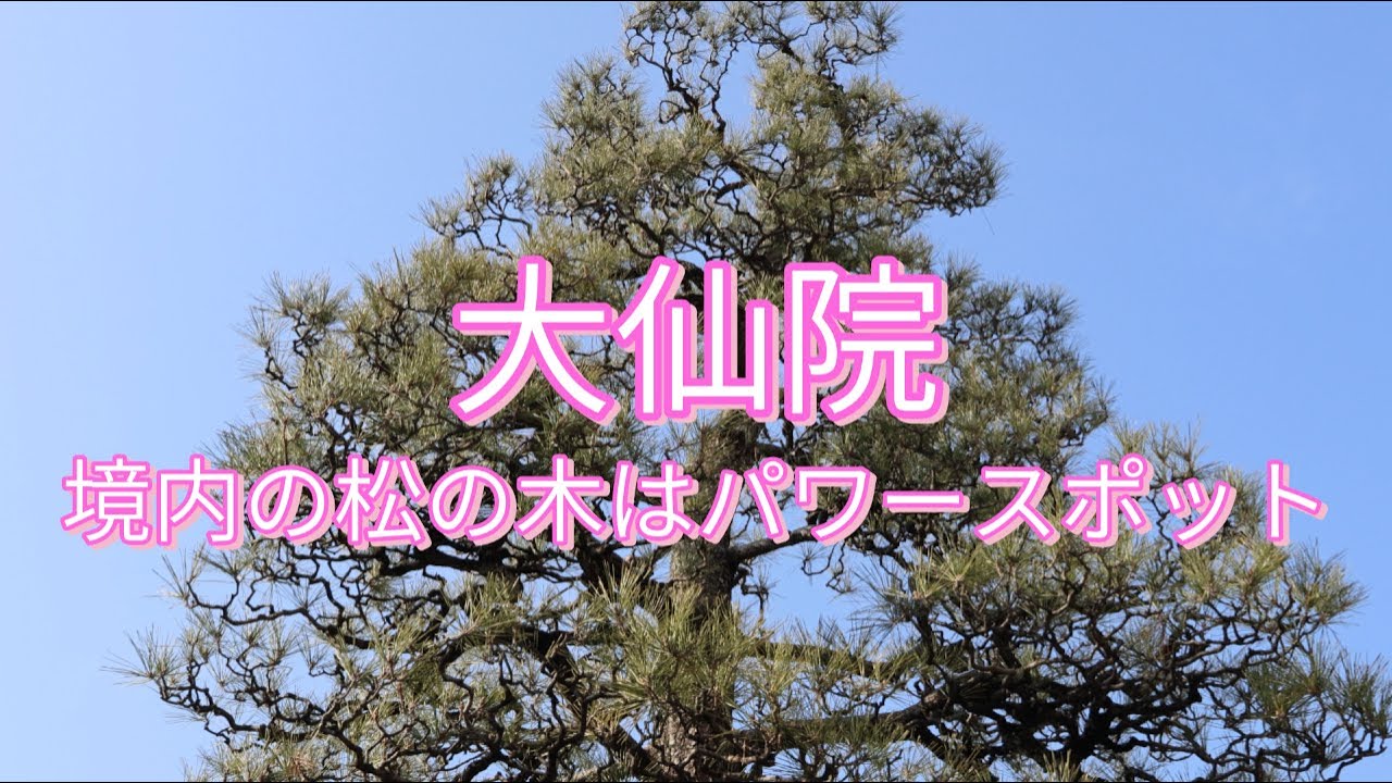 境内の松の木はパワースポット/大仙院/ The pine trees in the temple grounds are a power spot/Daisen-in Temple