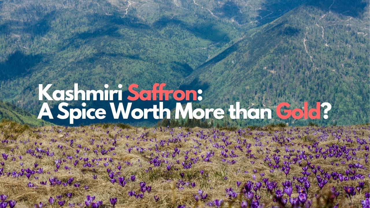 Kashmir's Red Gold: The True Story of Kashmiri Saffron