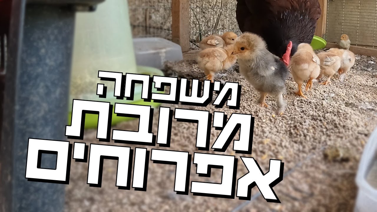 אמא תרנגולת ועשרה אפרוחים פצפונים ומתוקים - איזה כיף