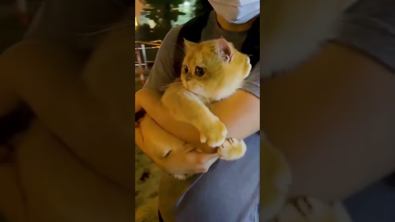 what a cute cat! 🐱 #cat #cute #lovely