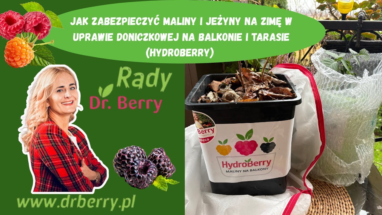 Rady Dr.Berry- jak zabezpieczyć maliny i jeżyny na zimę w uprawie doniczkowej na balkonie.