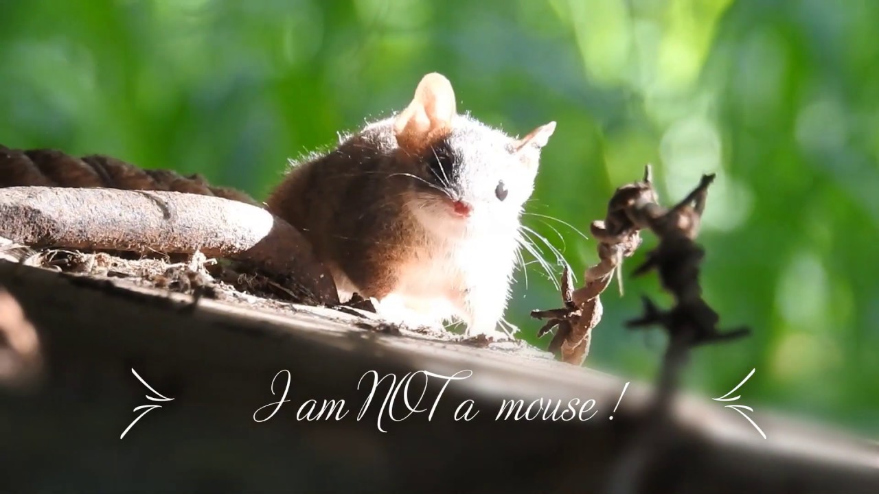 Antechinus flavipes