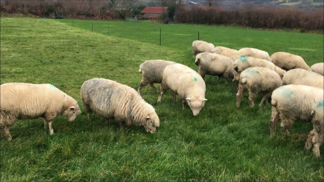 3 Different Grazing Systems for our Sheep in Dec 2021 - Strip Grazing, Set Stocking and Rotational