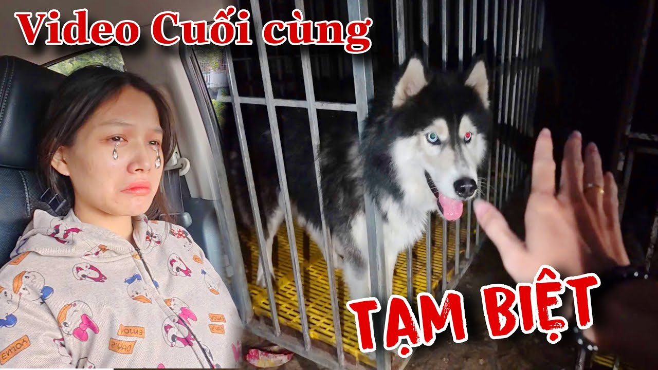 Thảo Rất Buồn Vì Biết Bệnh Không Thể Chữa Và Quyết Định Mang Chó Husky Về Với Chủ Mới | Dương KC