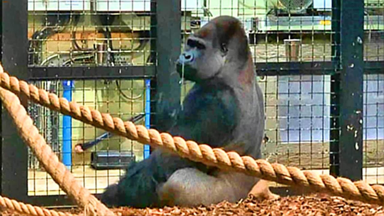 London Zoo Gorillas patiently waiting for their feeding time - The Kiburi Troop