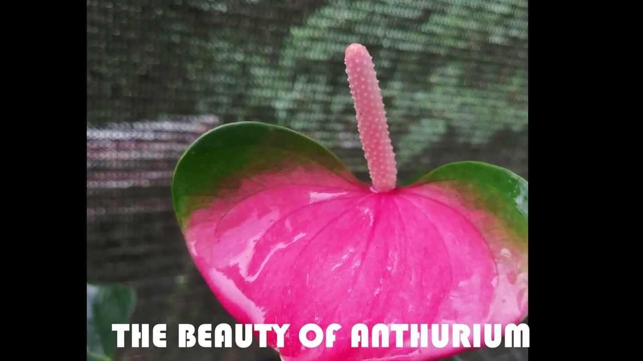 Anthurium flowers bankock