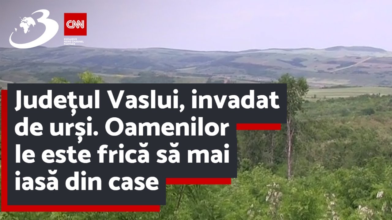 Județul Vaslui, invadat de urși. Oamenilor le este frică să mai iasă din case