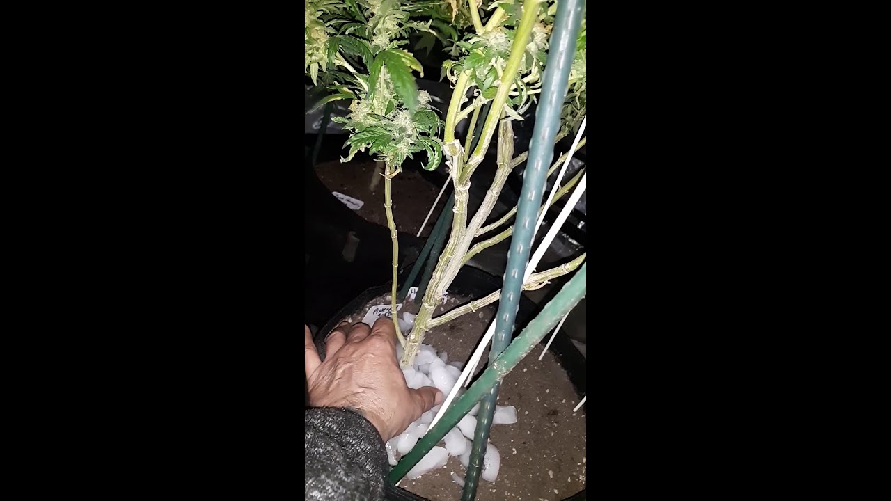 Putting Ice on Marijuana Root Ball