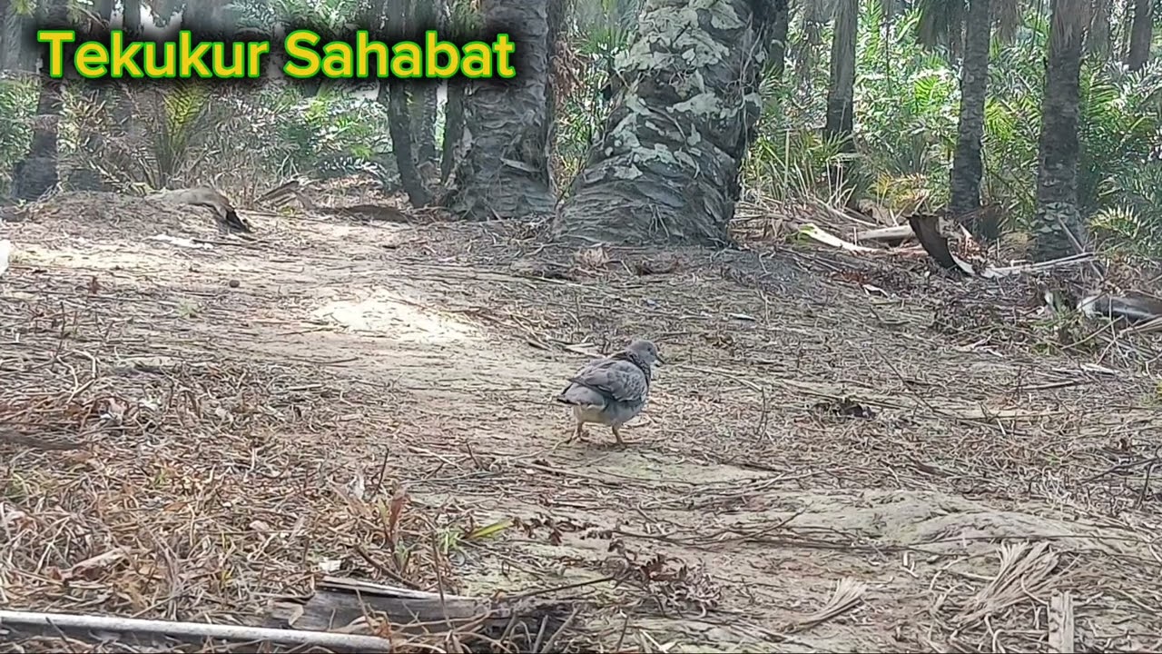 BL suara besar berhasil kita amankan.