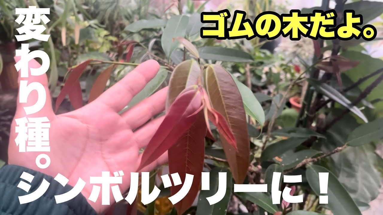 室内のシンボルツリーにピッタリ！変わり種のゴムの木