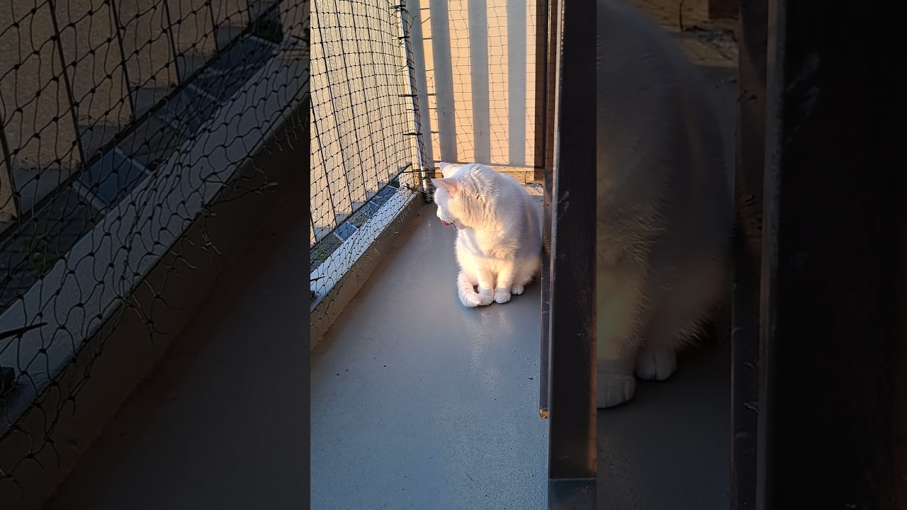 White cat enjoying some sunshine