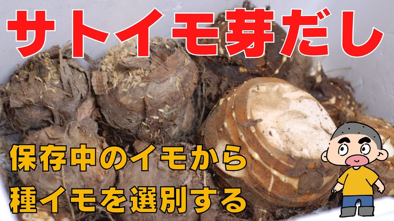 【サトイモ栽培】定植前に芽出しします／サトイモは低温に弱いので、10度以上を維持するように室内（自分の寝室）で芽出ししようと思います／サトイモの芽出し作業－Vol.88（2023.02.21）