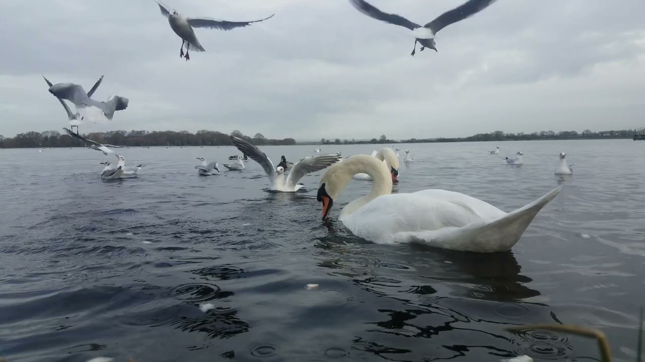 ❤🇮🇪 KINNEGO BAY IRELAND☘MUTE SWANS🦢CYGNETS🦆MALLARD DUCKS🕊GULLS💧HELP site WATCH any 10min VIDEO🙏sub🙏😇